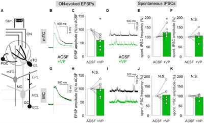 Vasopressin differentially modulates the excitability of rat olfactory bulb neuron subtypes